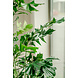 Kunstig plante Fiskehalepalme 190 cm Kunstig plante Fiskehalepalme 190 cm