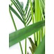 Kunstig palme Kentia 165 cm Kunstig palme Kentia 165 cm