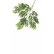 Kunstigt blad Ming Aralia 50 cm grøn flammehæmmende Kunstigt blad Ming Aralia 50 cm grøn flammehæmmende