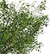 Kunstigt oliventræ 270 cm med oliven Kunstigt oliventræ 270 cm med oliven