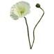 Kunstig blomst Valmue Rhoeas deluxe 60 cm creme Kunstig blomst Valmue Rhoeas deluxe 60 cm creme