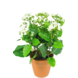 Kunstig blomst Kalanchoe plante 31 cm hvid Kunstig blomst Kalanchoe plante 31 cm hvid