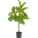 Kunstig Ficus Deluxe 90 cm Kunstig Ficus Deluxe 90 cm