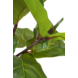 Kunstig Ficus Deluxe 90 cm Kunstig Ficus Deluxe 90 cm