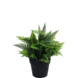 Kunstig plante Fern i potte 23 cm UV Kunstig plante Fern i potte 23 cm UV
