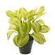 Kunstig plante Rohdea 28 cm grøn Kunstig plante Rohdea 28 cm grøn