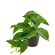 Kunstig plante Taro 25 cm Kunstig plante Taro 25 cm