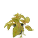 Kunstig plante Scindapsus 25 cm Kunstig plante Scindapsus 25 cm