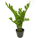 Kunstig plante Zamioculcas 60 cm Kunstig plante Zamioculcas 60 cm