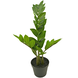 Kunstig plante Zamioculcas 50 cm Kunstig plante Zamioculcas 50 cm