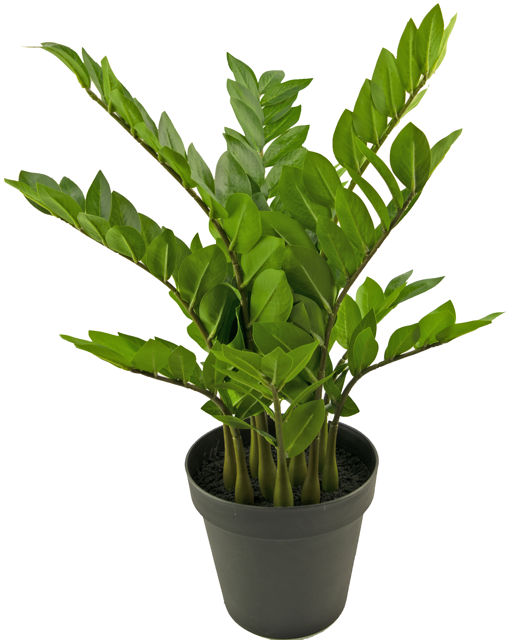 plante Zamioculcas 73 cm deluxe -