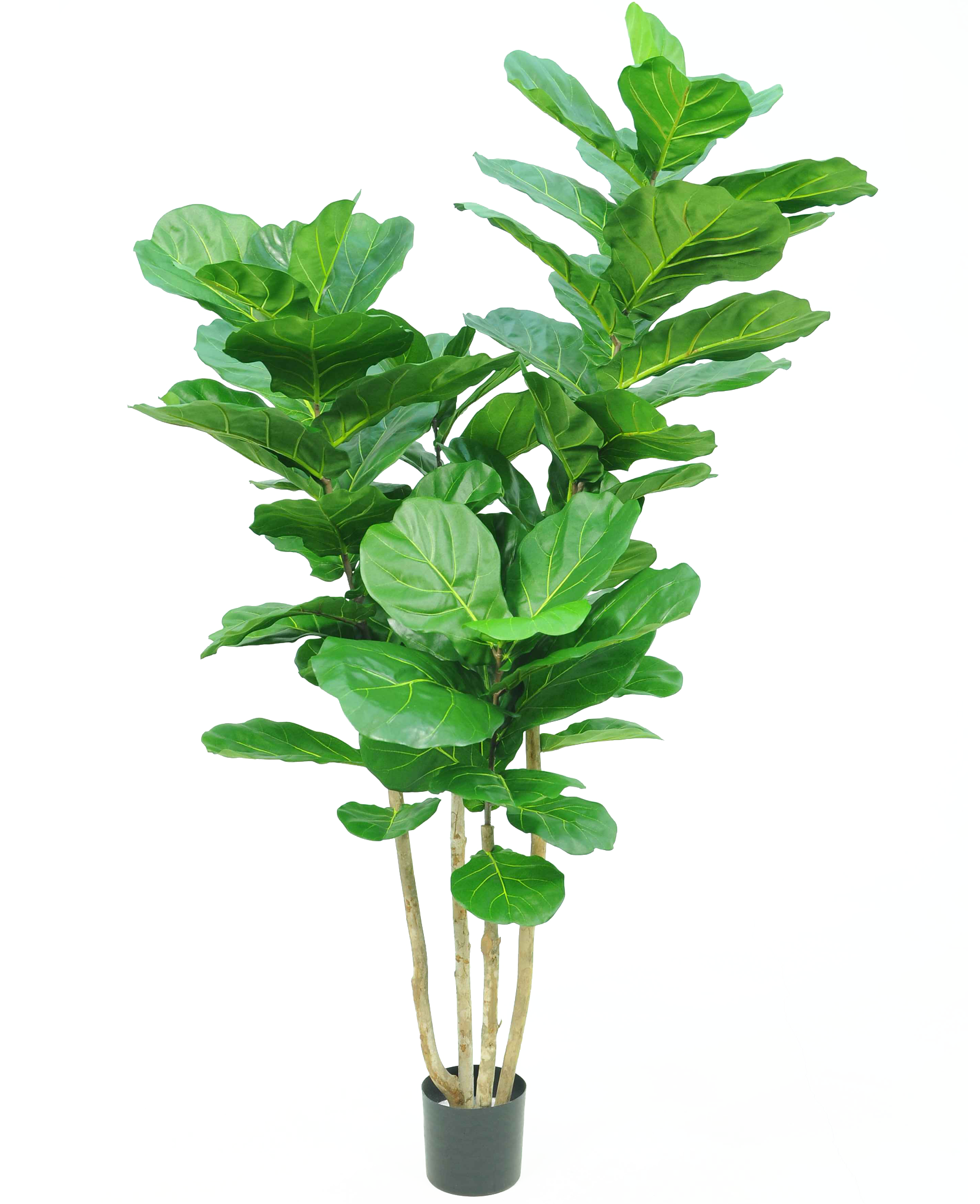 Kunstig plante Tobaksplante Violinblad 200 cm ambiplants.dk