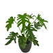 Kunstig Philodendron 39 cm i dekorativ krukke sort Kunstig Philodendron 39 cm i dekorativ krukke sort