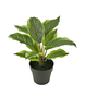 Kunstig plante Dieffenbachia 25 cm Kunstig plante Dieffenbachia 25 cm