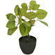 Kunstig Tropica Ficus 12 cm i prydpotte sort Kunstig Tropica Ficus 12 cm i prydpotte sort