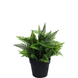 Kunstig plante Fern i potte 23 cm UV Kunstig plante Fern i potte 23 cm UV