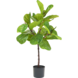 Kunstig Ficus Deluxe 90 cm Kunstig Ficus Deluxe 90 cm