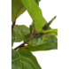 Kunstig Ficus Deluxe 90 cm Kunstig Ficus Deluxe 90 cm