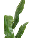 Kunstig plante Strelitzia Nicolai Deluxe 165 cm Kunstig plante Strelitzia Nicolai Deluxe 165 cm