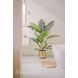 Kunstig plante Phoenix 170 cm Kunstig plante Phoenix 170 cm