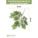 Kunstigt blad Ming Aralia 50 cm grøn flammehæmmende Kunstigt blad Ming Aralia 50 cm grøn flammehæmmende