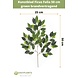 Kunstigt blad Ficus Folia Brandhæmmende 50 cm Kunstigt blad Ficus Folia Brandhæmmende 50 cm