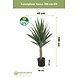 Kunstig plante Yucca 100 cm UV Kunstig plante Yucca 100 cm UV