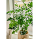 Kunstig plante Fiskehalepalme 190 cm Kunstig plante Fiskehalepalme 190 cm