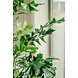 Kunstig plante Fiskehalepalme 190 cm Kunstig plante Fiskehalepalme 190 cm