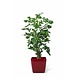 Kunstig plante Fiskehalepalme 190 cm Kunstig plante Fiskehalepalme 190 cm