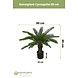 Kunstig plante Cycad palm 80 cm Kunstig plante Cycad palm 80 cm
