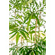 Kunstig plante bambus 210 cm Kunstig plante bambus 210 cm