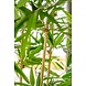 Kunstig plante bambus 210 cm Kunstig plante bambus 210 cm