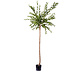 Kunstig plante Eukalyptus 150 cm Kunstig plante Eukalyptus 150 cm