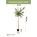 Kunstig plante Eukalyptus 150 cm Kunstig plante Eukalyptus 150 cm