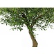 Kunstigt oliventræ 270 cm med oliven Kunstigt oliventræ 270 cm med oliven