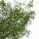 Kunstigt oliventræ 270 cm med oliven Kunstigt oliventræ 270 cm med oliven
