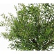 Kunstigt oliventræ 270 cm med oliven Kunstigt oliventræ 270 cm med oliven