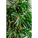 Kunstig plante Longifolia Royale 150 cm Kunstig plante Longifolia Royale 150 cm