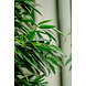 Kunstig plante Longifolia Royale 150 cm Kunstig plante Longifolia Royale 150 cm