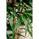 Kunstig plante Longifolia Royale 150 cm Kunstig plante Longifolia Royale 150 cm