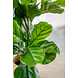 Kunstig plante Fiddle Leaf 65 cm Kunstig plante Fiddle Leaf 65 cm