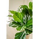 Kunstig plante Fiddle Leaf 65 cm Kunstig plante Fiddle Leaf 65 cm