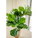 Kunstig plante Fiddle Leaf 65 cm Kunstig plante Fiddle Leaf 65 cm