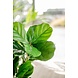 Kunstig plante Fiddle Leaf 65 cm Kunstig plante Fiddle Leaf 65 cm