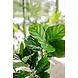 Kunstig plante Fiddle Leaf 65 cm Kunstig plante Fiddle Leaf 65 cm