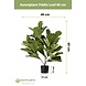 Kunstig plante Fiddle Leaf 65 cm Kunstig plante Fiddle Leaf 65 cm