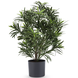 Kunstig plante Podocarpus 47 cm Kunstig plante Podocarpus 47 cm