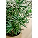 Kunstig plante Podocarpus 47 cm Kunstig plante Podocarpus 47 cm