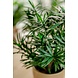 Kunstig plante Podocarpus 47 cm Kunstig plante Podocarpus 47 cm